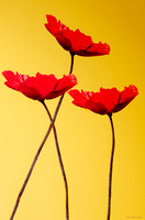 Red-Flowered Corn Poppies