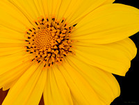 The Mexican Sunflower