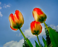 Olympic Flame Tulips